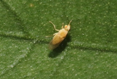 Chyromyidae