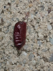 Drymaplaneta semivitta