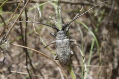 Lochmaeocles marmoratus