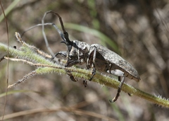 Lochmaeocles marmoratus