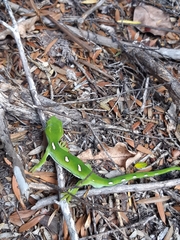 Naultinus elegans