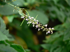 Sohmaea laxiflora