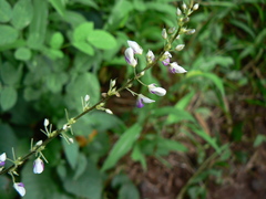 Sohmaea laxiflora