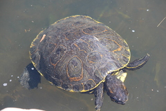 Trachemys grayi