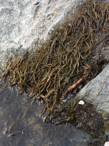 Hapterophycus canaliculatus, 2021-03-20