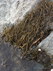 Hapterophycus canaliculatus