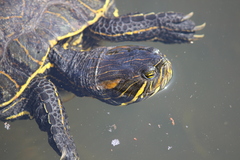 Trachemys grayi