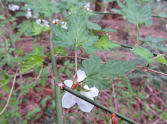 Rubus palmatus coptophyllus