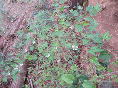 Rubus palmatus coptophyllus