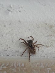 Salticidae