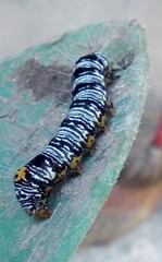 Androloma disparata