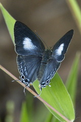 Hypolycaena phorbas