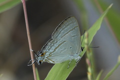 Hypolycaena phorbas