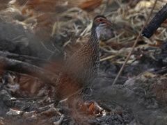 Pternistis clappertoni