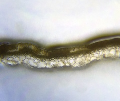 Hapterophycus canaliculatus