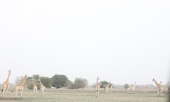 Giraffa camelopardalis antiquorum