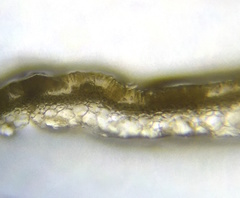 Hapterophycus canaliculatus