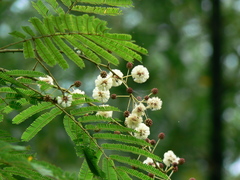 Senegalia pennata