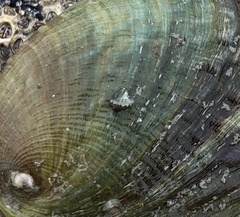 Micrelenchus tessellatus