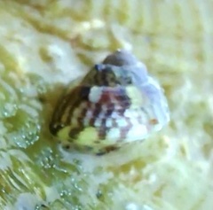 Micrelenchus tessellatus