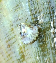 Micrelenchus tessellatus