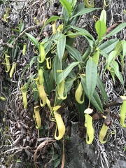 Nepenthes