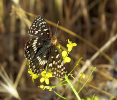 Chlosyne acastus sterope