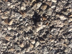 Dasymutilla gloriosa