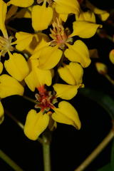 Galphimia langlassei