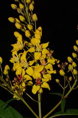 Galphimia langlassei