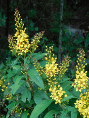 Galphimia langlassei