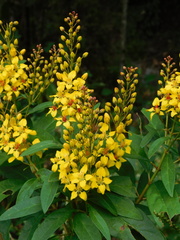 Galphimia langlassei