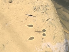 Aquarius elongatus