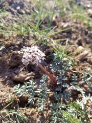 Lomatium canbyi