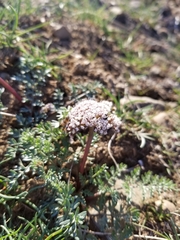 Lomatium canbyi