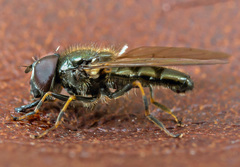 Cheilosia urbana