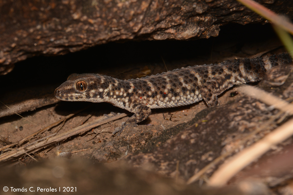 South American Marked Gecko