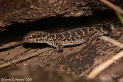 South American Marked Gecko photo 5