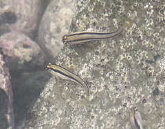 Parablennius laticlavius