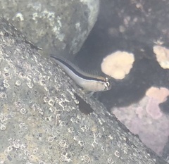 Parablennius laticlavius