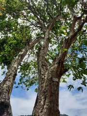 Lagerstroemia floribunda