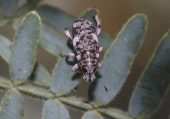 Colecerus dispar