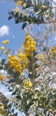 Acacia podalyriifolia