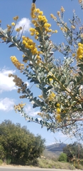 Acacia podalyriifolia