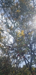 Acacia podalyriifolia