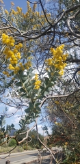 Acacia podalyriifolia
