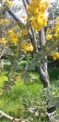 Acacia podalyriifolia