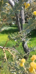 Acacia podalyriifolia