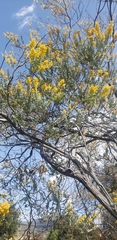 Acacia podalyriifolia