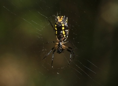 Micrathena funebris